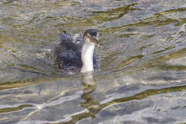 Jeune pêche au cormoran — Photo