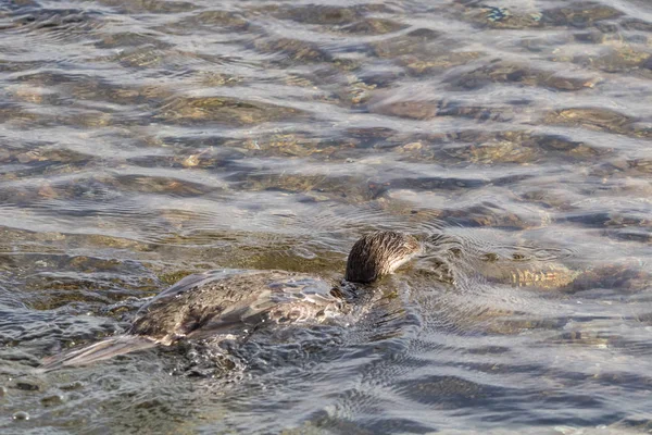 Jeune pêche au cormoran — Photo