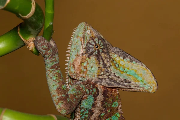 Chamaeleo calyptratus - kameleon — Zdjęcie stockowe