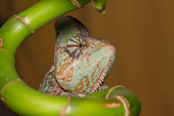 Chamaeleo calyptratus - kameleon — Zdjęcie stockowe