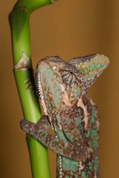 Jemenkameleon - chamaeleo calyptratus — Stockfoto