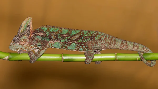 Beslöjade kameleont - chamaeleo calyptratus — Stockfoto