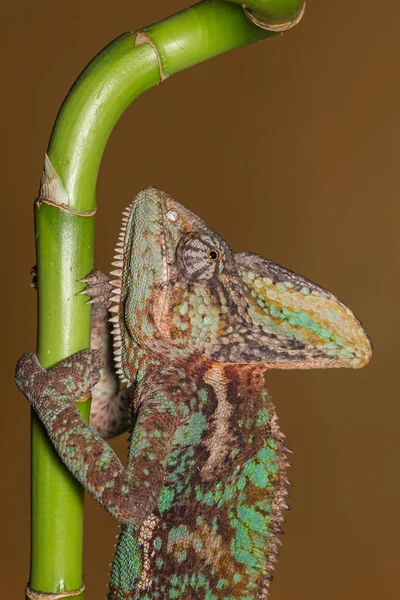 덮인된 카멜레온-chamaeleo calyptratus — 스톡 사진