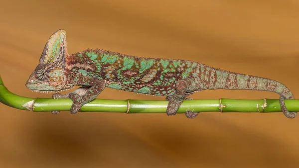 Chamaeleo calyptratus - kameleon — Zdjęcie stockowe