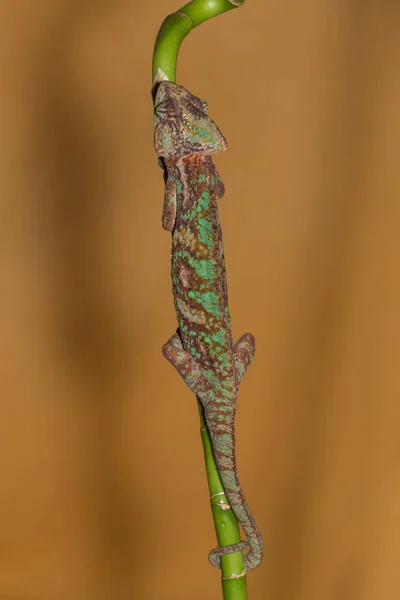 Fátyolos kaméleon - chamaeleo calyptratus — Stock Fotó