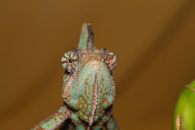 örtülü bukalemun - bayağı calyptratus