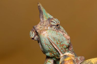 örtülü bukalemun - bayağı calyptratus