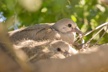 Avrupa kaplumbağa civciv güvercin