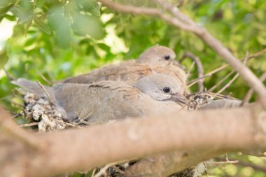 Avrupa kaplumbağa civciv güvercin