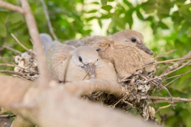Avrupa kaplumbağa civciv güvercin