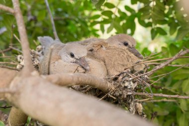 Avrupa kaplumbağa civciv güvercin
