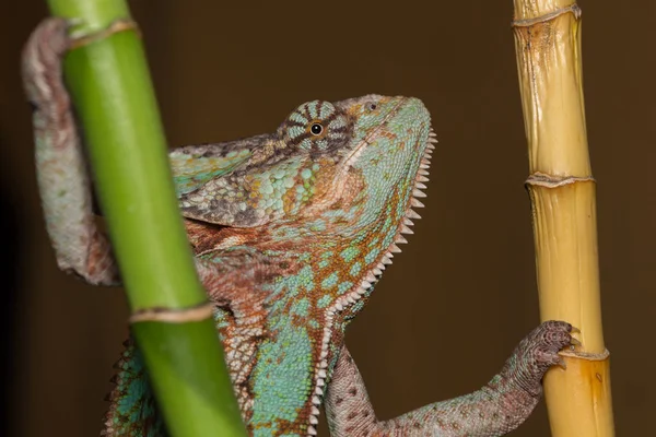 Chamaeleo calyptratus - kameleon — Zdjęcie stockowe