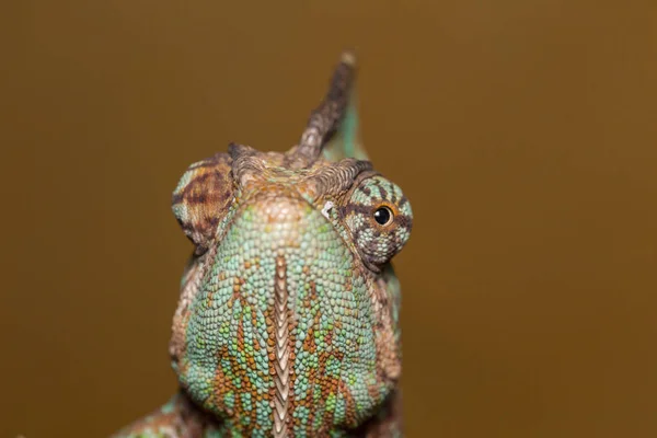 Chamaeleo calyptratus - kameleon — Zdjęcie stockowe