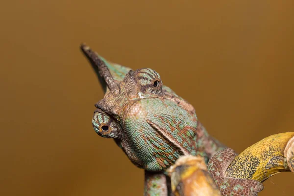 Veiled chameleon - Chamaeleo calyptratus — Stock Photo, Image
