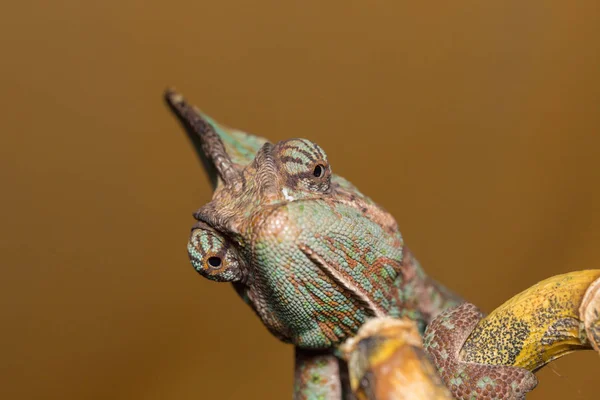 Fátyolos kaméleon - chamaeleo calyptratus — Stock Fotó