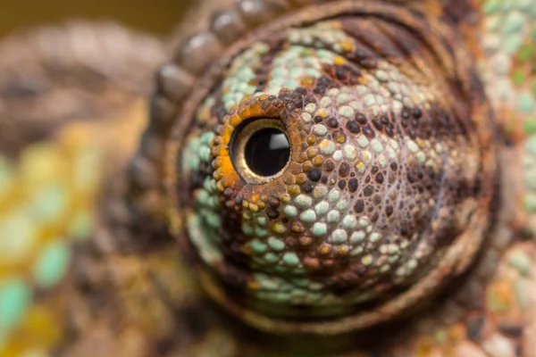 Chamaeleo calyptratus - kameleon — Zdjęcie stockowe