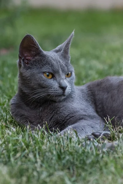 Gri kedi çimlerin üzerinde
