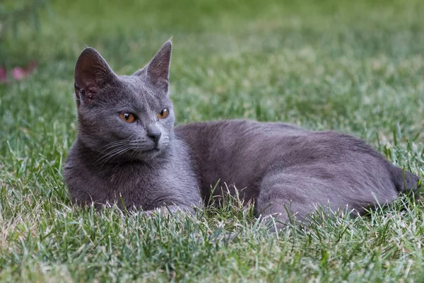 Gri kedi çimlerin üzerinde