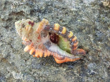 Deniz kabukları Kenya