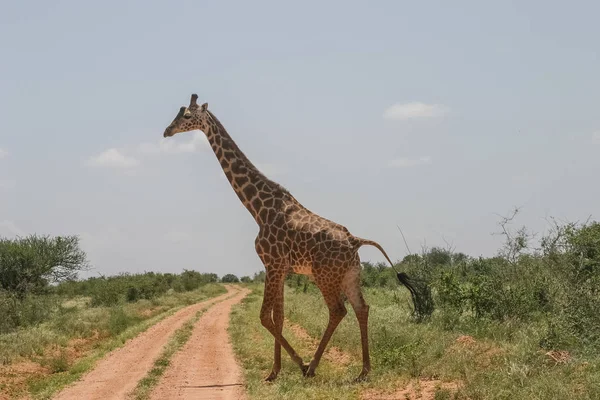 Jirafa keniata en el parque nacional — Foto de Stock