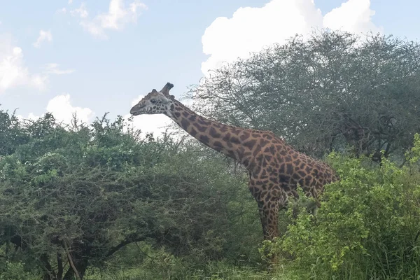 Jirafa keniata en el parque nacional — Foto de Stock