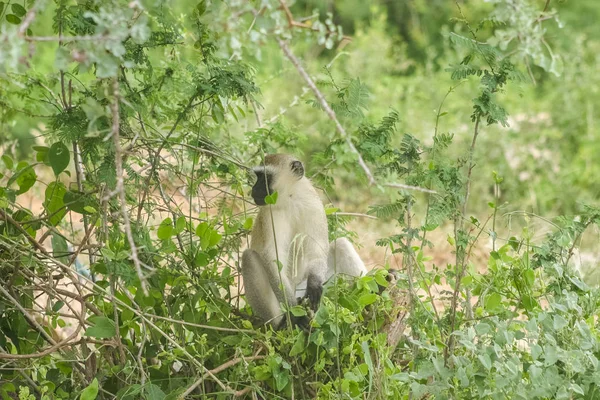 Babuino de Kenia en una reserva — Foto de Stock