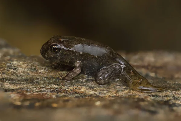 Tadpole metamorphosis to frog