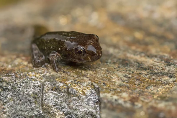 Тадровий метаморфоз жабі — стокове фото