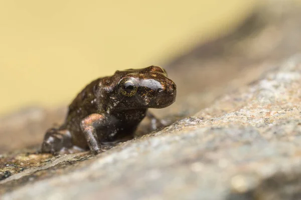 Маленька жаба, розміром 1 см . — стокове фото
