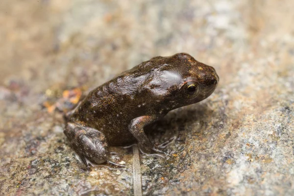 Küçük bir kurbağa, 1cm boyutunda.