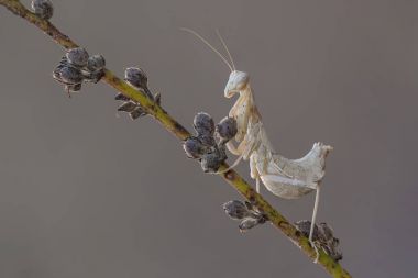 Portrati bir Mantis