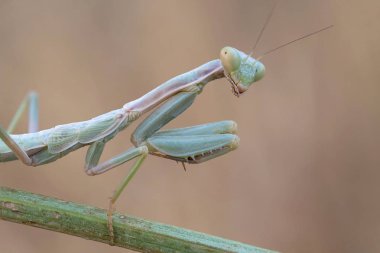 Portrati bir Mantis
