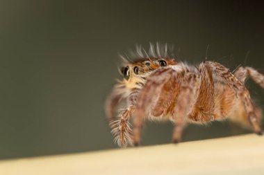 salticidae - atlama örümcek