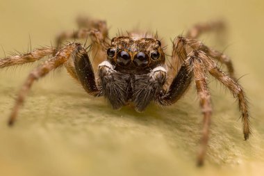 salticidae - atlama örümcek