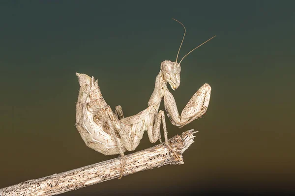 Portrati of a Mantis — Stock Photo, Image