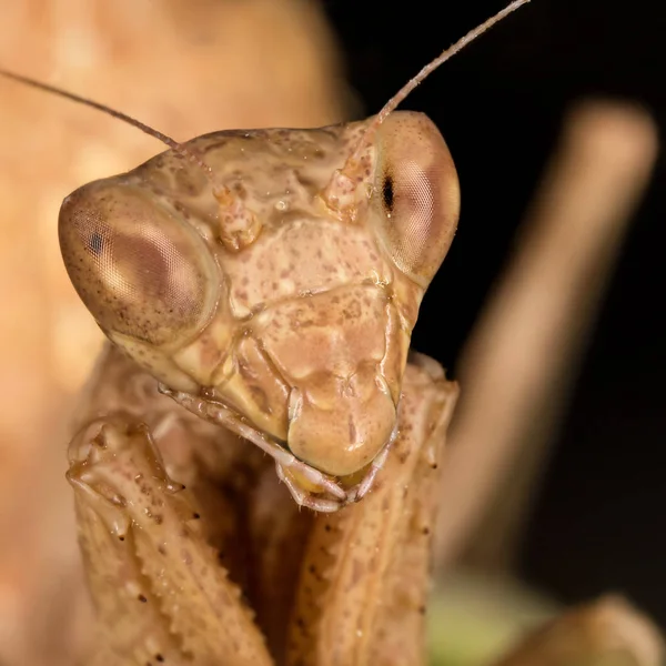 Portrati de um Mantis — Fotografia de Stock