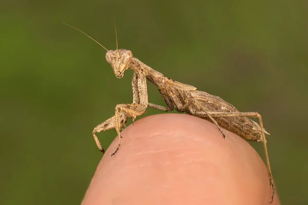 Portrati av en Mantis — Stockfoto