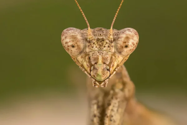 Portrati van een bidsprinkhaan — Stockfoto