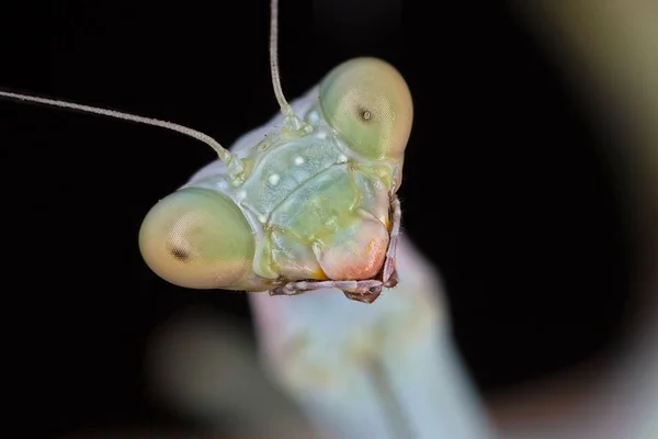 一只螳螂 Portrati — 图库照片