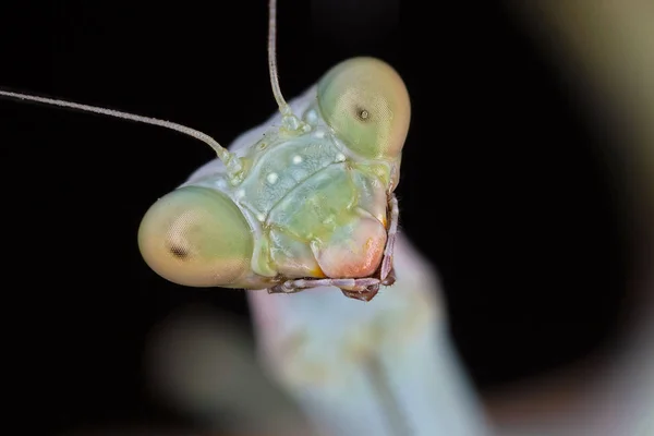 Portrati of a Mantis — Stock Photo, Image