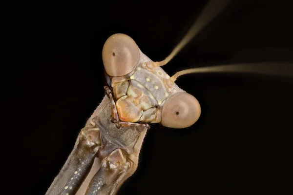 Portrati of a Mantis — Stock Photo, Image