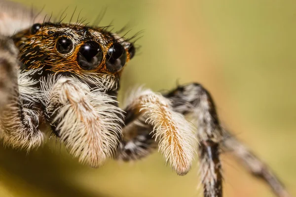 Salticidae - skákání pavouk — Stock fotografie