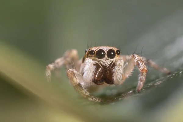 Salticidae - springende Spinne — Stockfoto