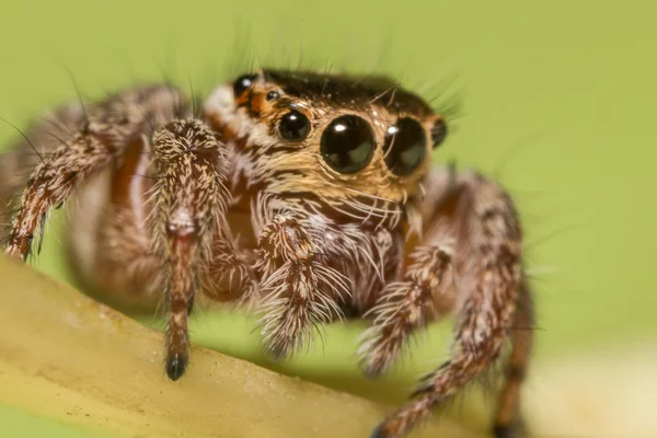 Salticidae - jumping αράχνη — Φωτογραφία Αρχείου