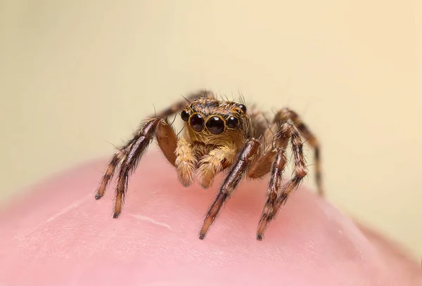 Salticidae - pająk skoków — Zdjęcie stockowe