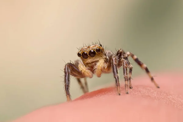 Salticidae - skákání pavouk — Stock fotografie