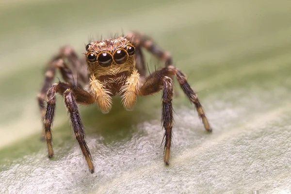 Salticidae - jumping αράχνη — Φωτογραφία Αρχείου
