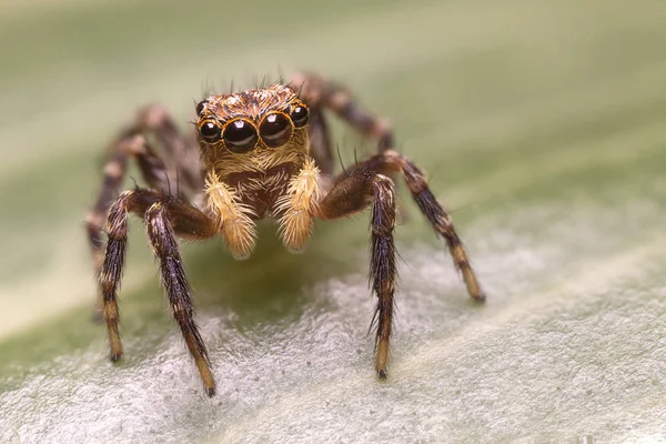 Salticidae - паук-дрозофила — стоковое фото