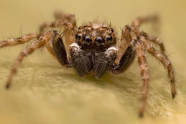 Salticidae - atlama örümcek — Stok fotoğraf