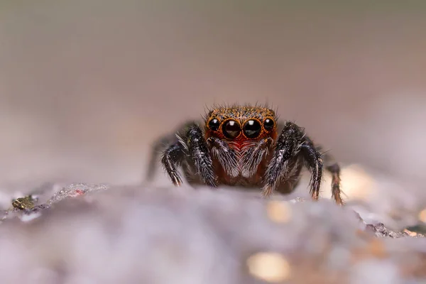 Salticidae - паук-дрозофила — стоковое фото